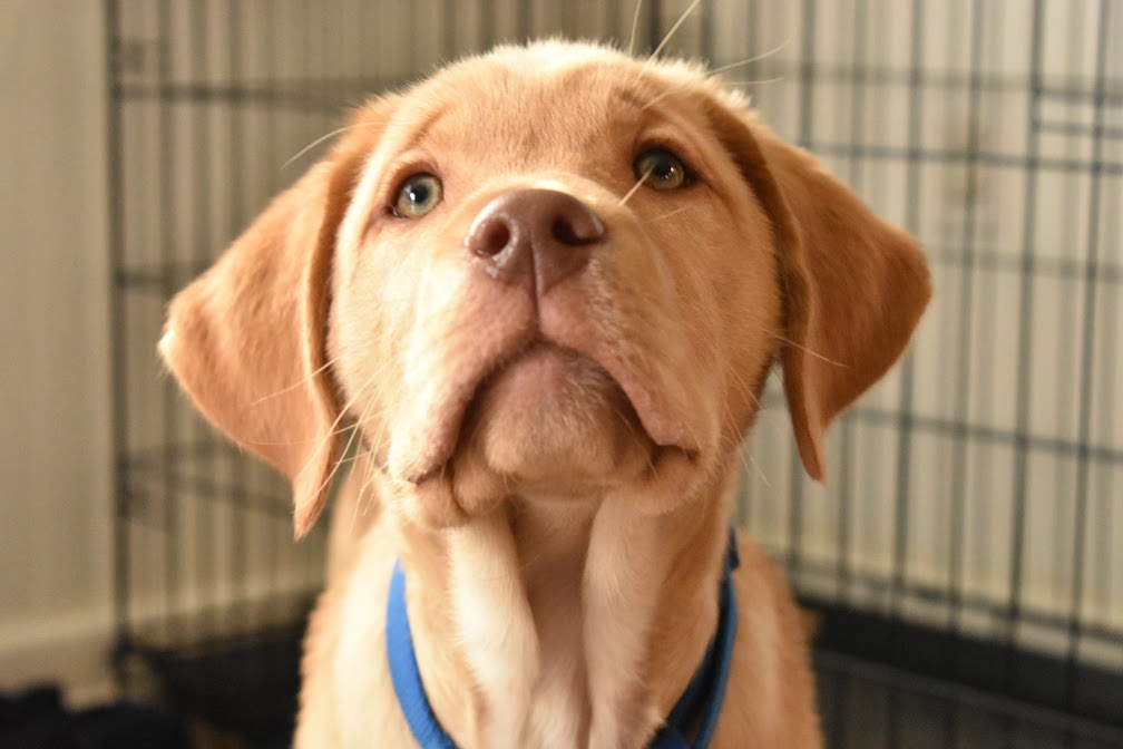 A yellow Labrador retriever puppy with a blue collar looks attentively toward the camera.
