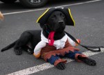 A black Labrador Retriever wearing a pirate costume and tri corner hat.