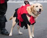 A golden retriever puppy in a black and white pirate custom.