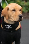 A yellow Labrador Retriever with a skull and crossbones black vest.