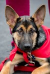 A black and tan German Shepherd wearing a red bandana.