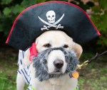 A golden retriever wearing a black pirate hat and grey beard.