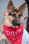 A German Shepherd wearing a red bandana.