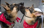 Two German Shepherd puppies in red bandanas nuzzle each other at the parade.