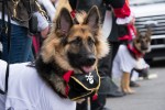 A long haired German Shepherd wearing a pirate collar.